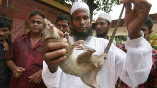 Bangladeshi Farmer Slaughters 83,000 Rats, and All He Got Was a Crappy 14-Inch TV